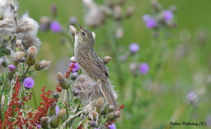 Grasshopper Warbler - Birds