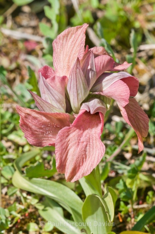 Scarce Serapias (Serapias neglecta) - Orchids - Serapias