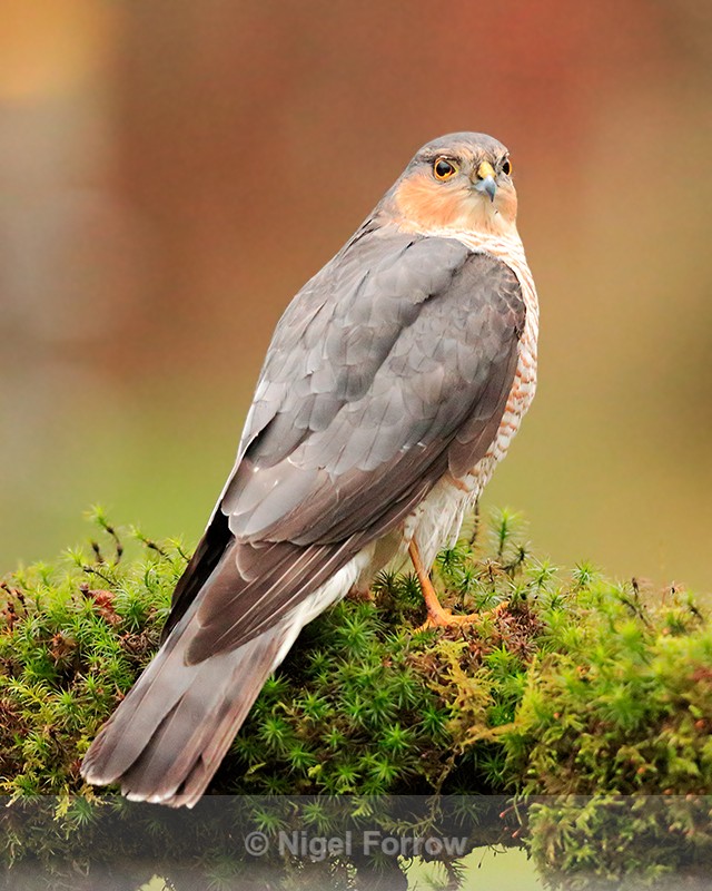 Close view of Sparrowhawk (male), Dumfries, Scotland - Sparrowhawk