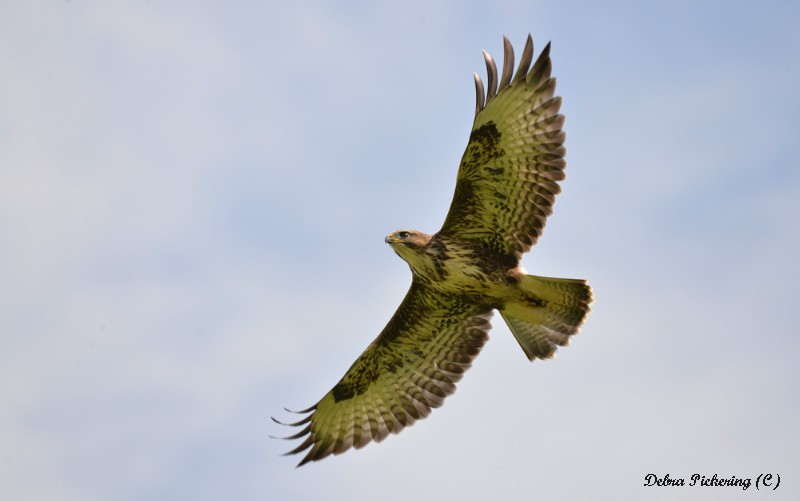 Common Buzzard - Birds Of Prey