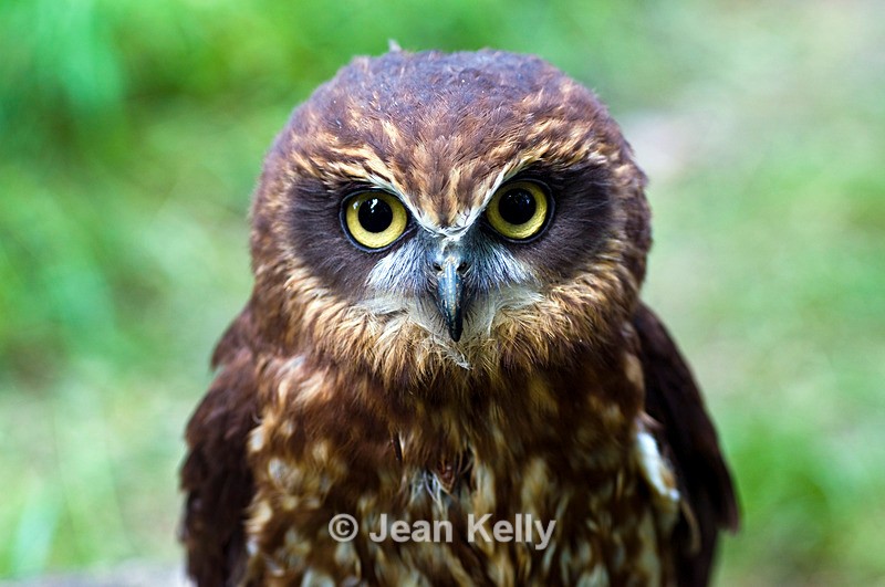 Owl - 4732 - Birds