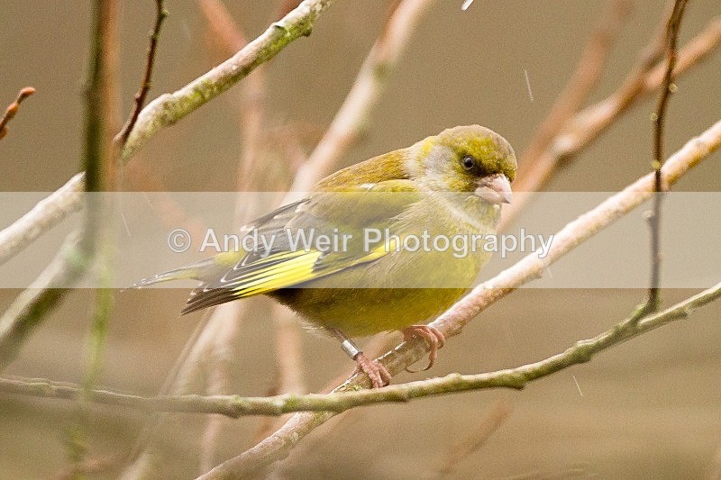20120204-_MG_8429 - Finches