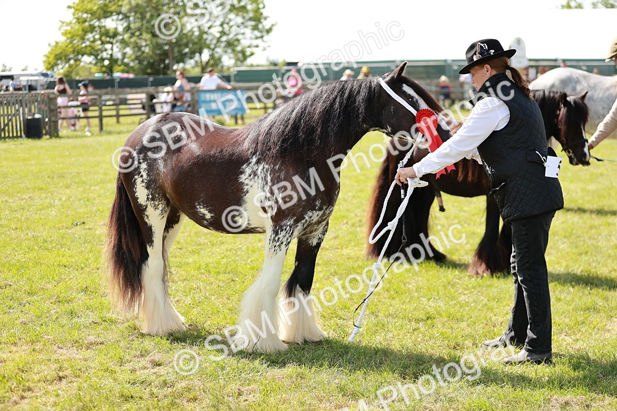SBM_08685 - Class 63-65 - Traditional Gypsy Cobs In Hand & Ridden