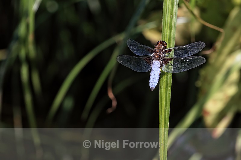 Male Broad-bodied Chaser resting on leaf, Dorset, UK - INSECTS