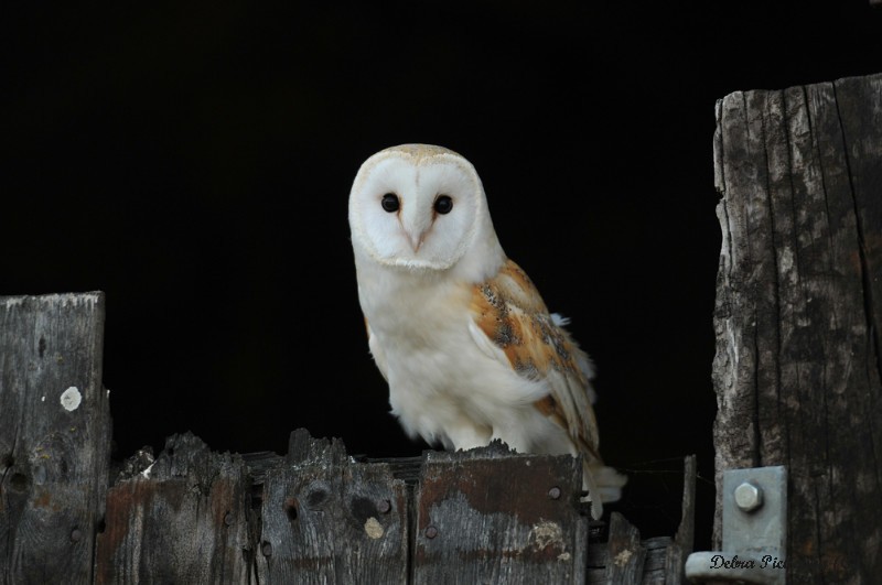 Barn owl - Owls