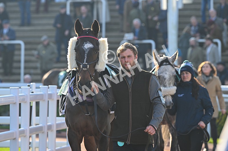 151124-Race 1-Paddock-Zacony Rebel-7027 - Race 1