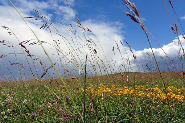 Uffington Castle - Landscapes & Seascapes