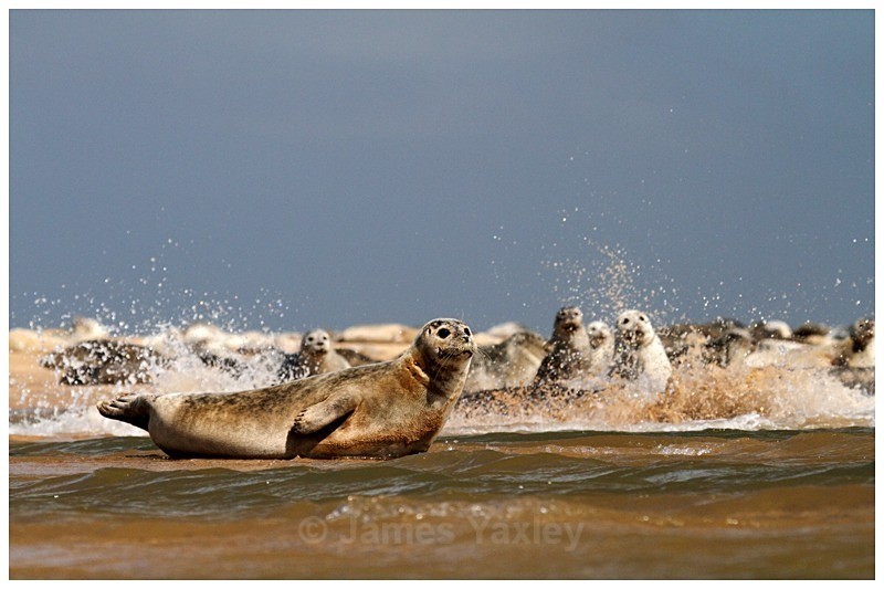 Common Seals Basking at Blakeney Harbour - The British Wildlife Photography Awards 2009 to 2014