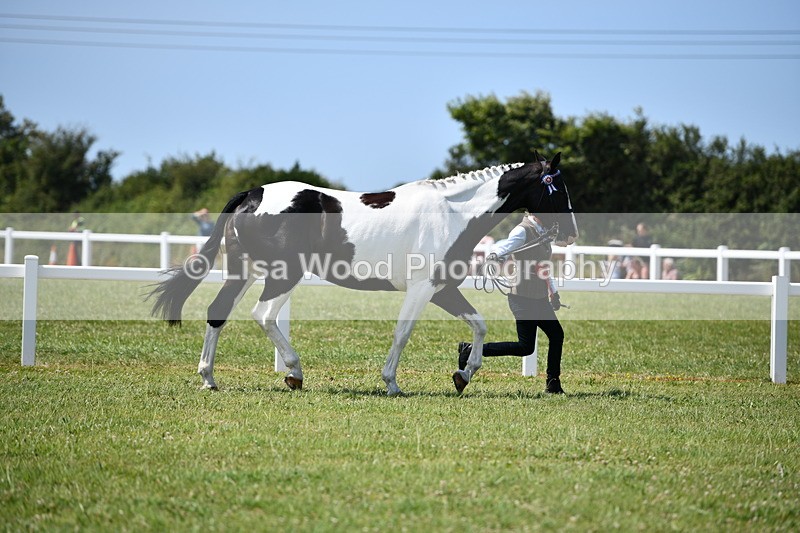 DSC_7891 - Coloured Horse In Hand Championship