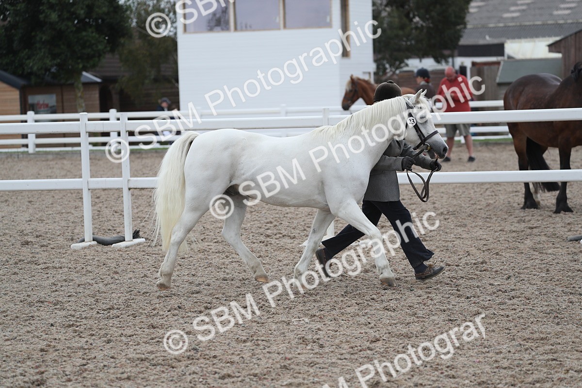 SBM_17950 - Class 317 IH Pure bred Horse/Pony