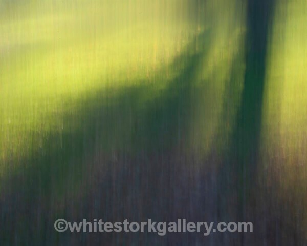 - Light In The Forest
