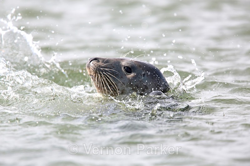 Seal Pup.  Blakney Point - Wildlife