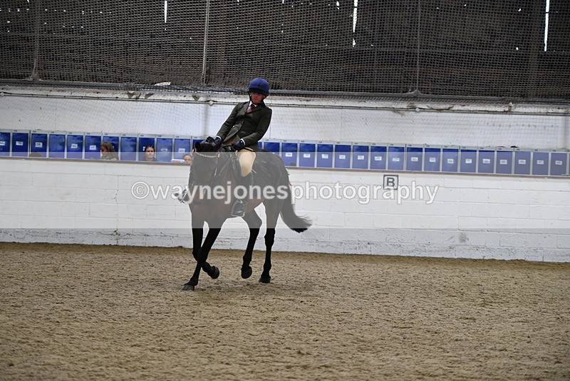 WJ5_8021 - Class 13 Ridden Part Breed