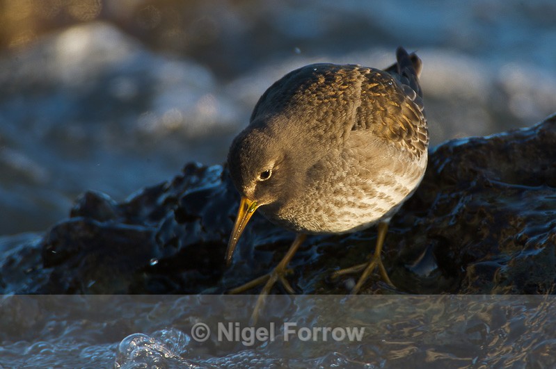 Purple Sandpiper looking for food - Purple Sandpiper