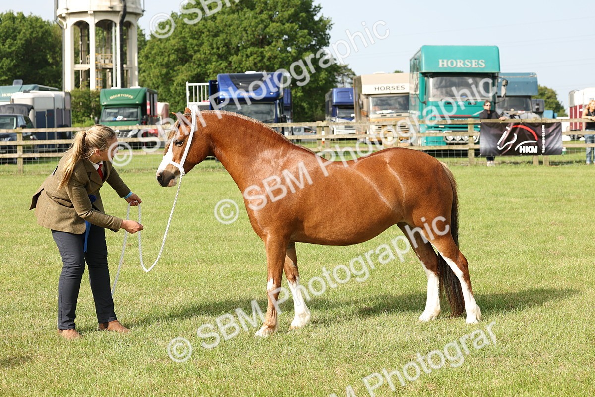 SBM_00587 - Class 6-13 - Mountatin and Moorland In Hand Welsh Breeds