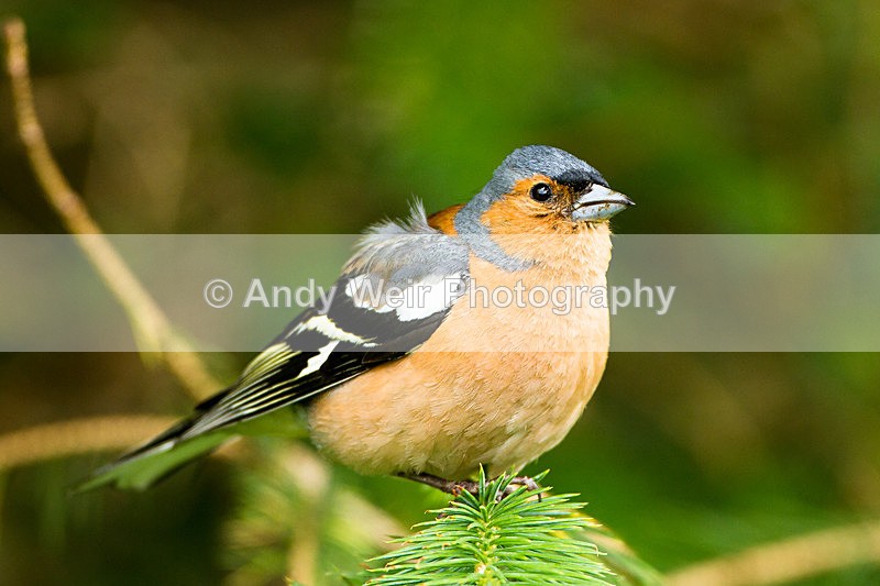 20130630-_MG_4510 - Chaffinch