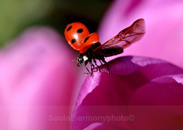  - Invertebrate's Macro