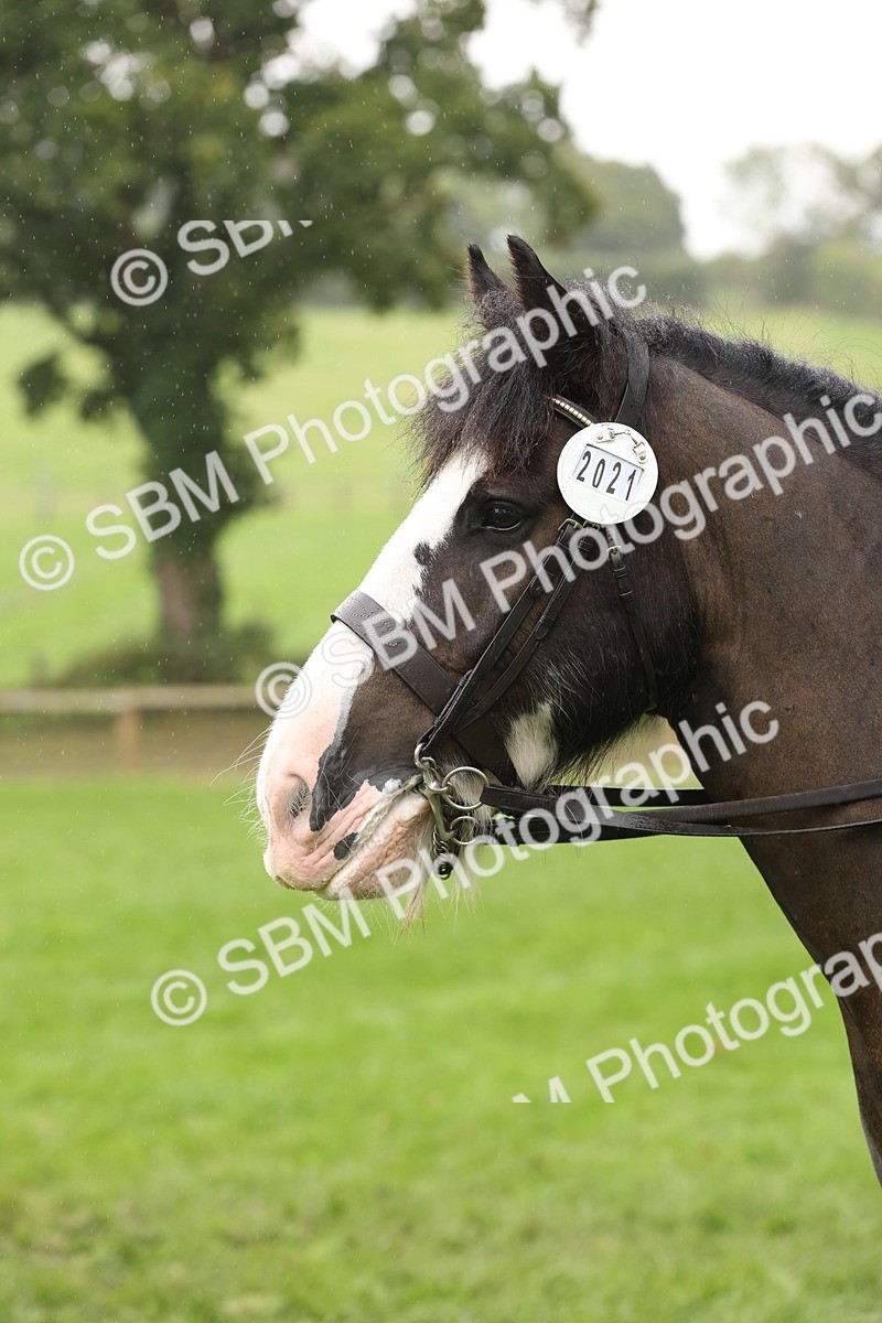 SBM_69848 - S69 - Show Cob Ridden