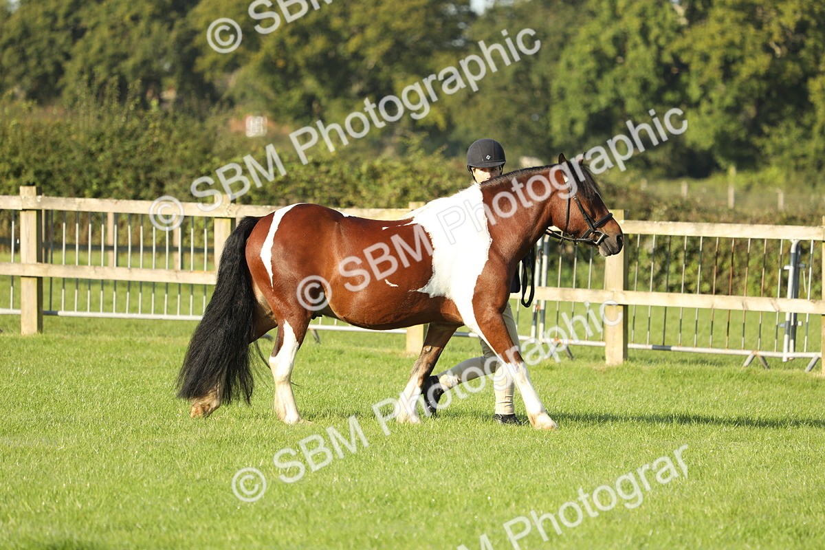SBM_60816 - S43 - Coloured Pony In Hand