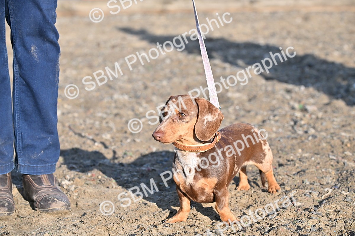 SBM_09401 - Lorry Dogs