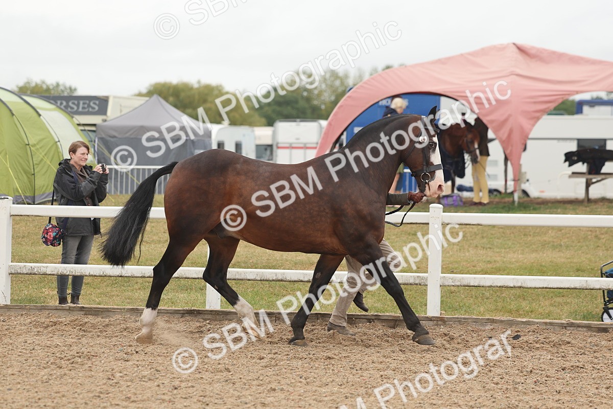 SBM_00527 - Class 13 Young Handler