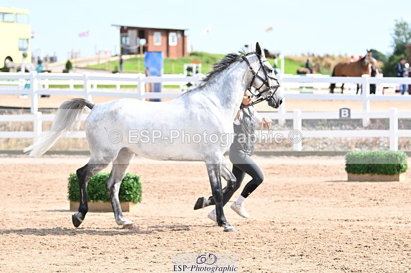 240717A-155921-03245 - Trot Up 3pm to 4pm