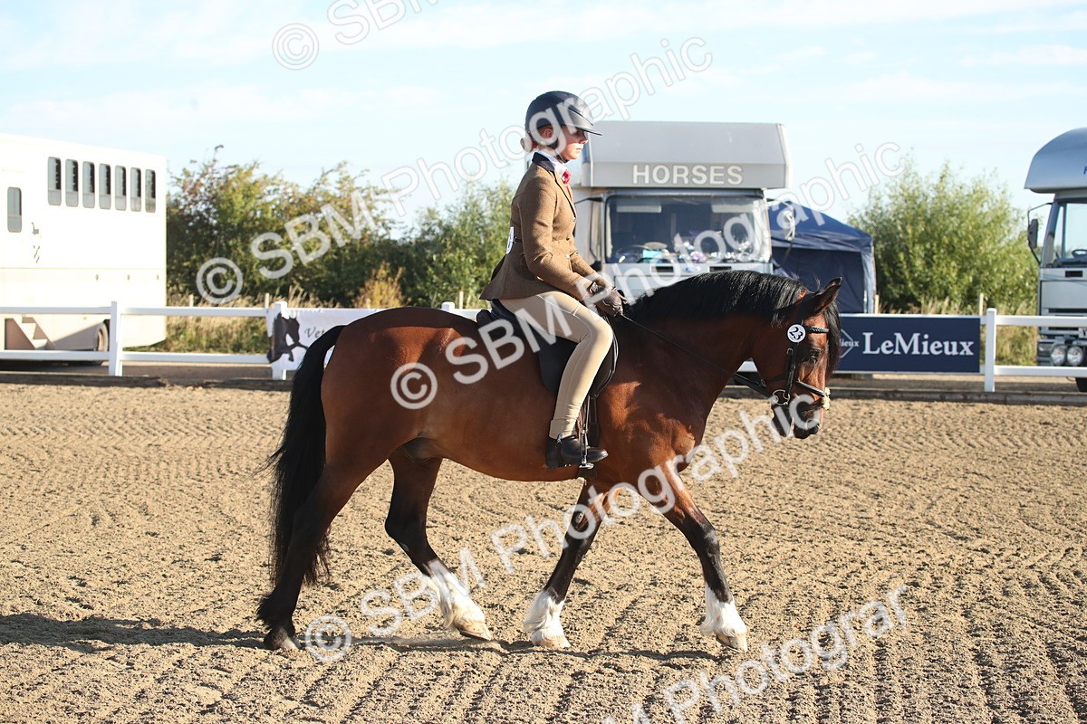 SBM_11558 - Class 502 - Riding Club Horse