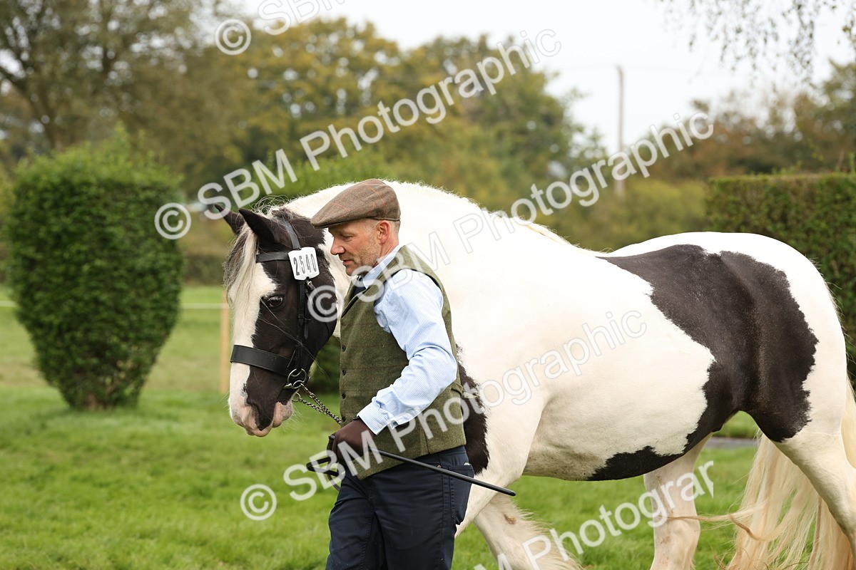 SBM_57517 - S56 - Show Cob in Hand