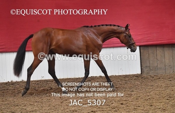 JAC_5307 - 7 L'Espirits Little Unicorn