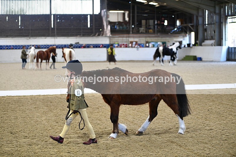 WJ5_3733 - Class 5 In Hand Veterans