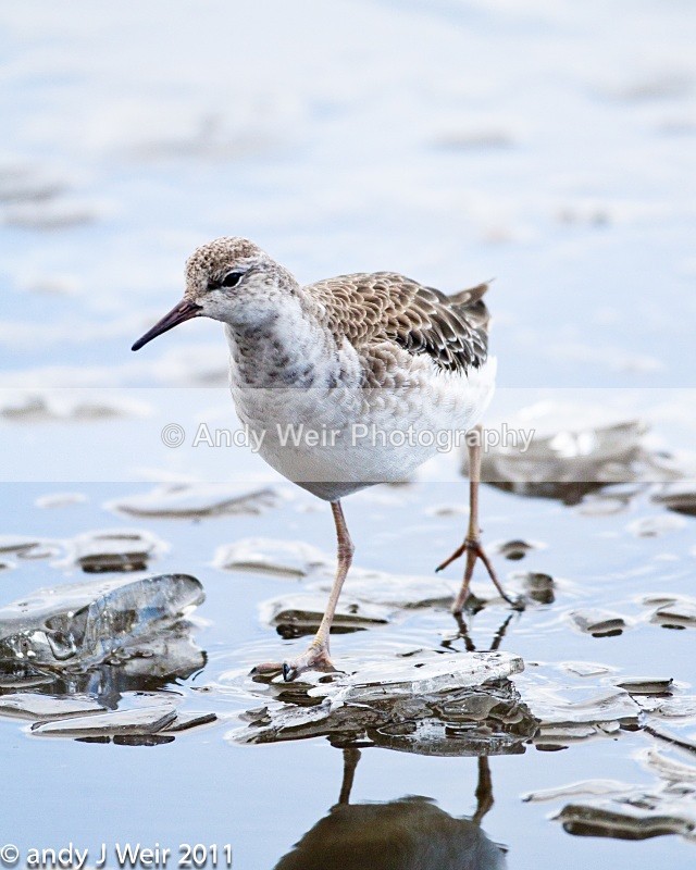 Ruff-1418 - Ruff
