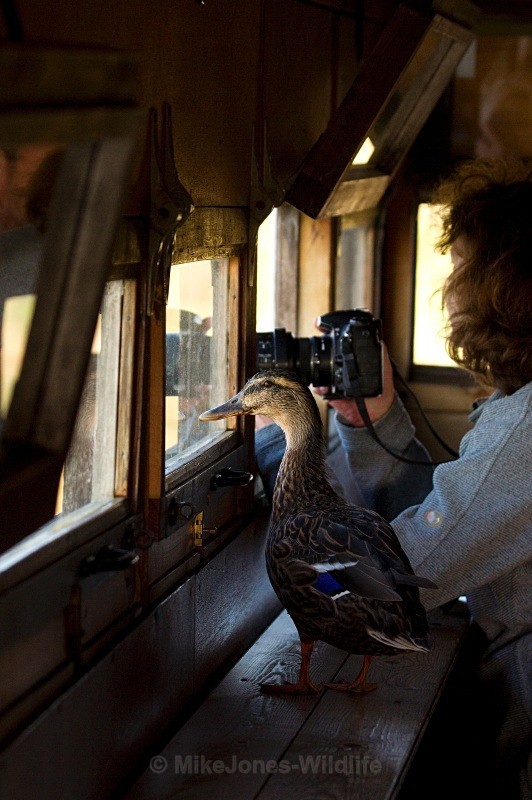 Leighton Moss Birdwatcher - ' A BIRD WATCHING DUCK '