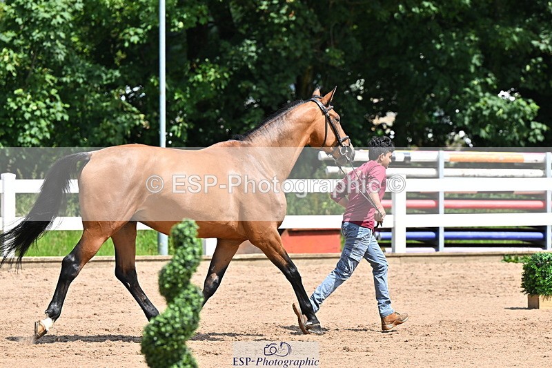 240718A-105250-01218 - Trot Up 12pm to 1pm
