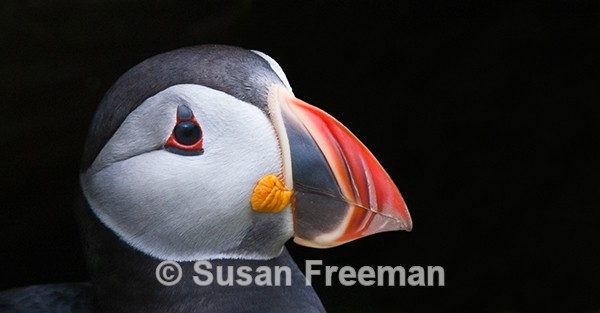 Puffin - Nature