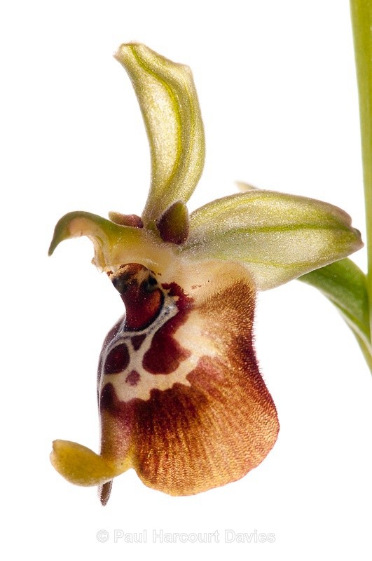  - WB: Orchids - Ophrys