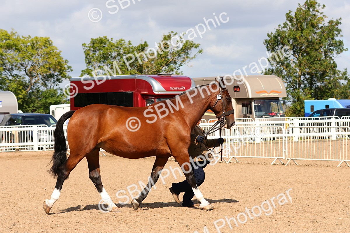 SBM_11176 - Class 208 - IH Veteran Horse
