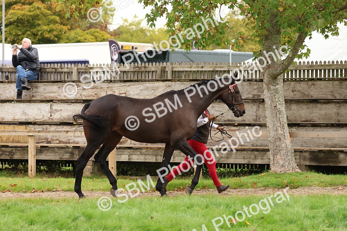 SBM_59878 - S36 - Rehabiliated Rescue Horse & Pony In Hand & Ridden