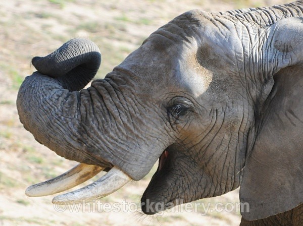The Happy Elephant ! - Wildlife and Animals