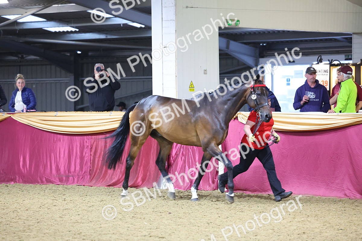 SBM_19146 - Class I Competition/ Riding Club Champ