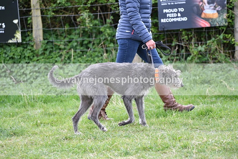 WJ5_9066 - Class 1 Best Cross Breed / Heniz 57