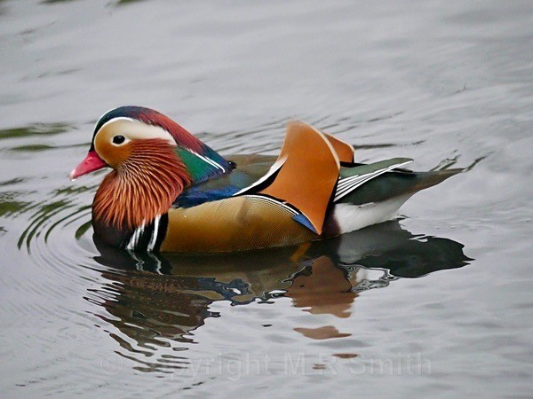 Male Mandarin Duck - BIRDS & INSECTS