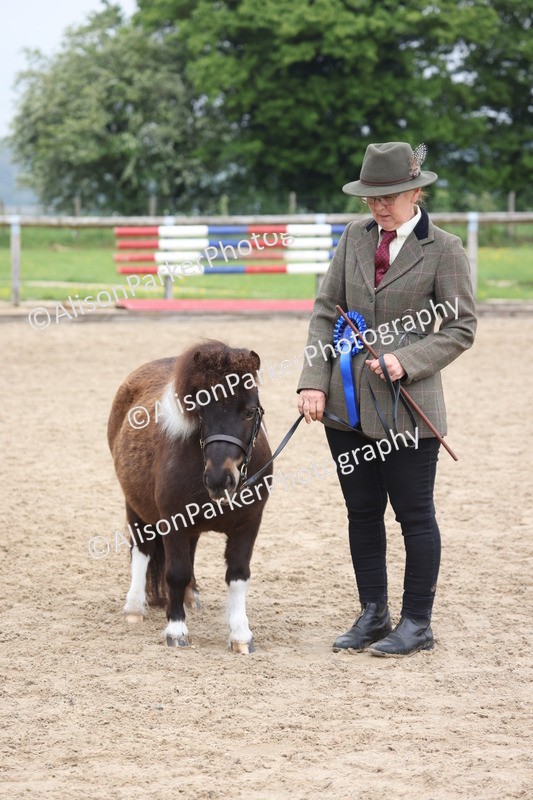 20260504-0539 - Class 4 - Minitures and Shetlands