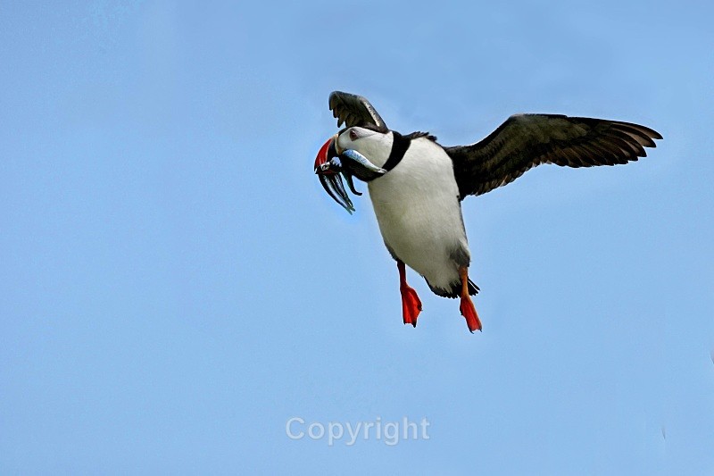 Puffin,skelligs - Birds