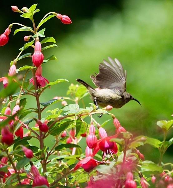 Female Sunbird - NEW GALLERY AS A SOUTH AFRICAN RESIDENT