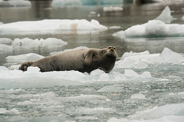 Bearded Seal 8005 - Wildlife