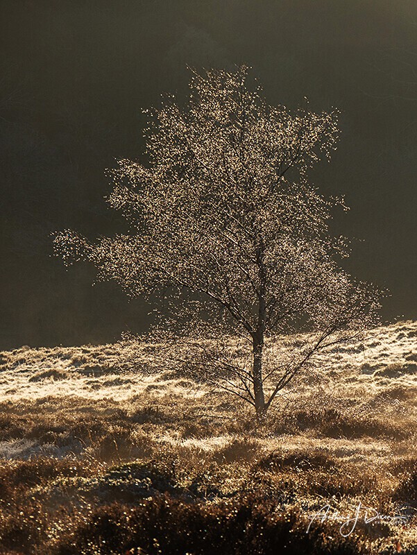 Golden - Woodland