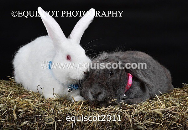 equiscot2011 - GIZMO & OSCAR