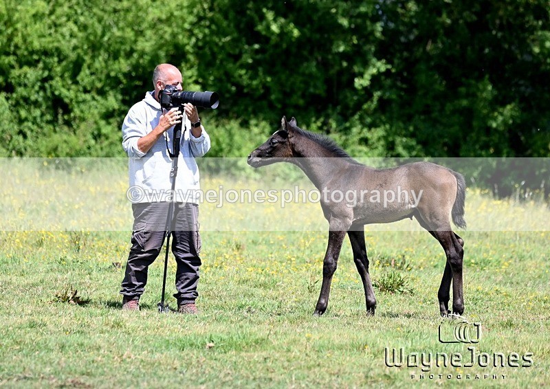 WJ6_4214 - Lyford Stud - Foals 01-06-25