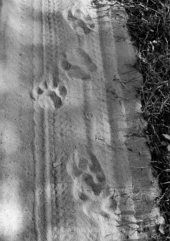  - Indian Safari 2017