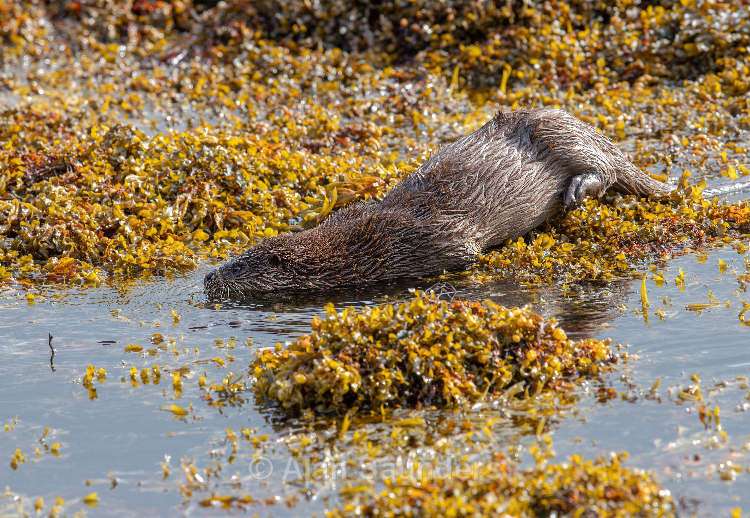 Eurasian Otter 37